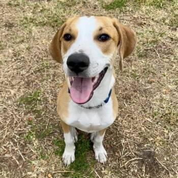 Pointer Dogs Available for Adoption - McNugget | PetCurious