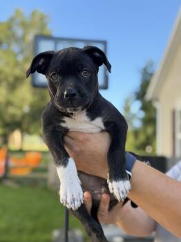 Titan -  Mixed Breed Dog for Adoption in Seville, Ohio - Titan | PetCurious