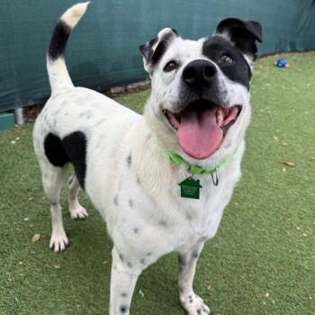 Sheytoon -  Cattle Dog Dog for Adoption in San Diego, California - Sheytoon | PetCurious