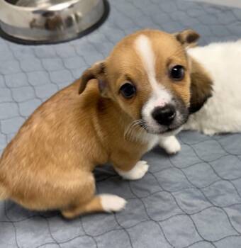 Corgi and Terrier Dogs Available for Adoption in Gilberts, Illinois - Ivan | PetCurious