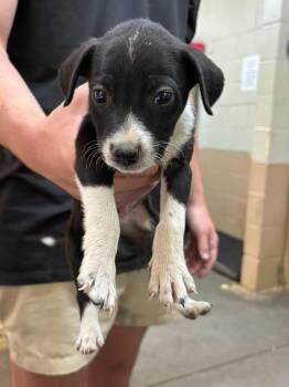 Wirehaired Terrier Dogs Available for Adoption in Swainsboro, Georgia - Dallas | PetCurious