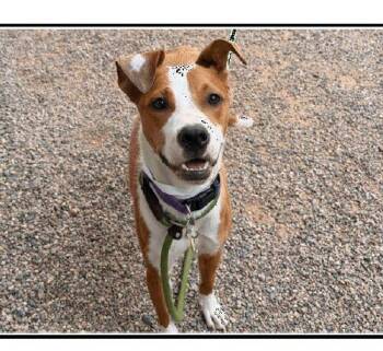 Rose -  Labrador Retriever and Pit Bull Terrier Dog for Adoption in Glendale, Arizona - Rose | PetCurious