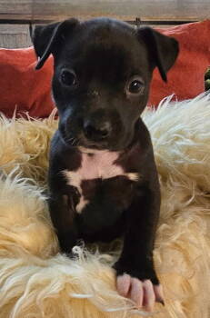 Rescue Labrador Retriever and Pit Bull Terrier Dogs for Adoption in Santa Rosa, California - Pebbles | PetCurious