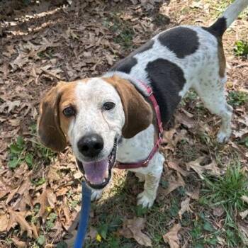 Snickerdoodle -  Coonhound and Mixed Breed Dog for Adoption in Richmond, Virginia - Snickerdoodle | PetCurious