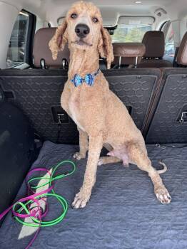 Captain Crunch -  Standard Poodle Dog for Adoption in Greenville, South Carolina - Captain Crunch | PetCurious