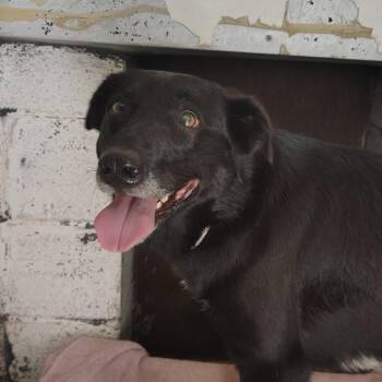 Black Labrador Retriever and Australian Cattle Dog Blue Heeler Dogs Available for Adoption in Springtown, Texas - Mae Mae | PetCurious