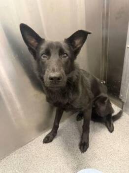Jacob -  German Shepherd Dog Dog for Adoption - Jacob | PetCurious