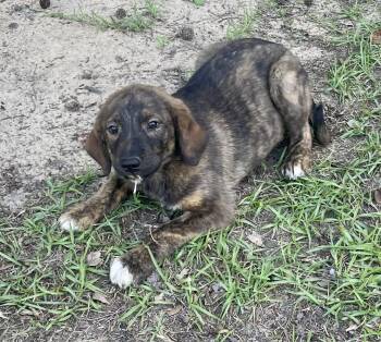Kyrah -  Golden Retriever Dog for Adoption in Blountstown, Florida - Kyrah | PetCurious