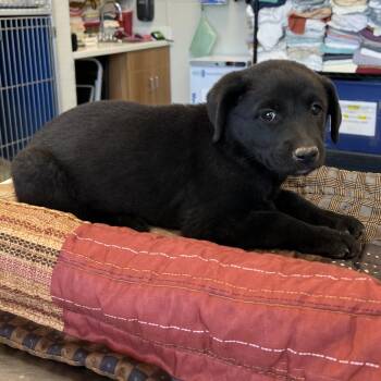 107772 -  Mixed Breed Dog for Adoption in Las Cruces, New Mexico - 107772 | PetCurious