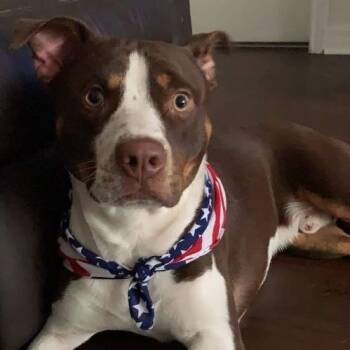 Rescue Pit Bull Terrier Dogs for Adoption in Largo, Florida - ROCKY - Needs A Foster Or Adopter | PetCurious