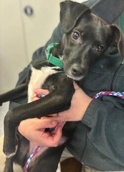 Dachshund Dogs Available for Adoption - Paris | PetCurious