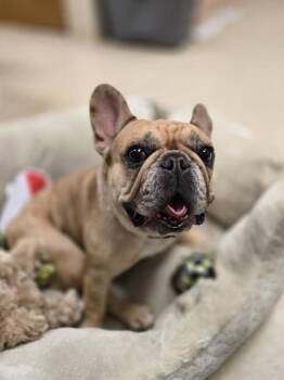 Rescue French Bulldog Dogs for Adoption in Woodstock, Illinois - Babbs | PetCurious