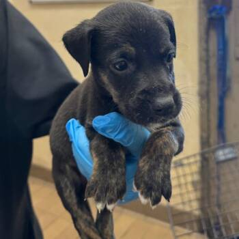 Marj -  Shepherd and Retriever Dog for Adoption in Birmingham, Alabama - Marj | PetCurious
