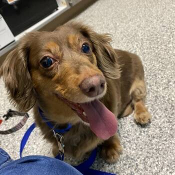 Karma -  Dachshund Dog for Adoption in Cheyenne, Wyoming - Karma | PetCurious