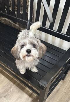 Serena -  Havanese and Shih Tzu Dog for Adoption in Brewster, New York - Serena | PetCurious