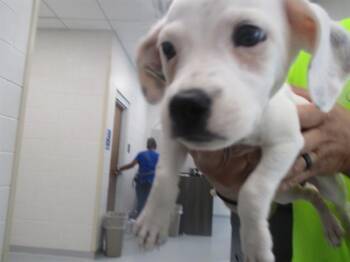 A388716 -  Chihuahua Dog for Adoption in Ocala, Florida - A388716 | PetCurious