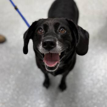 Labrador Retriever and Beagle Dogs Available for Adoption in Bardstown, Kentucky - Dumplin