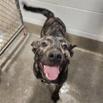 German Shepherd Dog and Mixed Breed Dogs Available for Adoption - CHUM CHUM | PetCurious