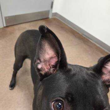 Nyx -  Black Labrador Retriever Dog for Adoption in Chattanooga, Tennessee - Nyx | PetCurious