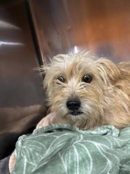 61725035 -  Terrier and Mixed Breed Dog for Adoption in El Paso, Texas - 61725035 | PetCurious