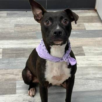 Karen -  Mixed Breed Dog for Adoption in Lufkin, Texas - Karen | PetCurious