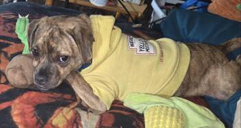 Rescue Pug Dogs for Adoption in Royalton, Vermont - Joker | PetCurious