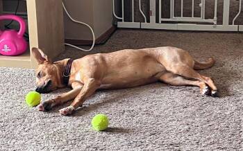Zoey -  Mixed Breed Dog for Adoption in Wausau, Wisconsin - Zoey | PetCurious
