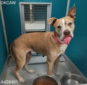 NEVA -  American Bulldog and Mixed Breed Dog for Adoption in Oklahoma City, Oklahoma - NEVA | PetCurious