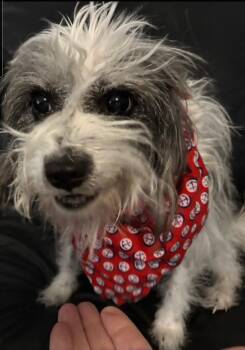 Schnauzer Dogs Available for Adoption - Murphy | PetCurious