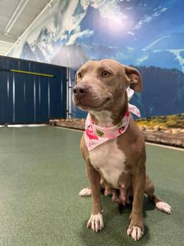 Minnie -  American Staffordshire Terrier Dog Available for Adoption in Seward, Nebraska - Minnie | PetCurious