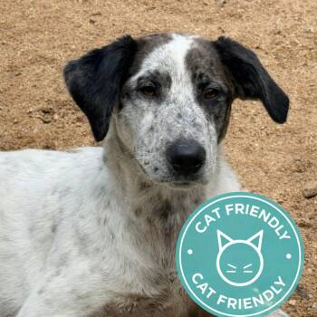 CT Athena avail Jul 18 (Petco- Enfield, CT) -  Catahoula Leopard Dog and Mixed Breed Dog for Adoption in Eastford, Connecticut - CT Athena Avail Jul 18 (Petco- Enfield, CT) | PetCurious