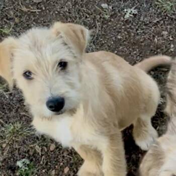 Mixed Breed Dogs Available for Adoption - Charlie | PetCurious