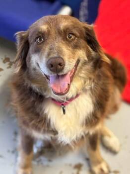 Rebel -  Australian Shepherd Dog for Adoption in Dacula, Georgia - Rebel | PetCurious