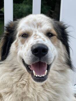 Moe -  Great Pyrenees Dog for Adoption in Newport, Kentucky - Moe | PetCurious
