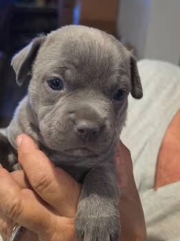 Dora -  Pit Bull Terrier Dog for Adoption in Hortense, Georgia - Dora | PetCurious