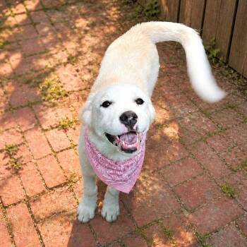 Chow Chow Dogs Available for Adoption in Boerne, Texas - Coconut | PetCurious