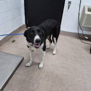 Jinx -  Collie and Mixed Breed Dog for Adoption in Ardmore, Oklahoma - Jinx | PetCurious