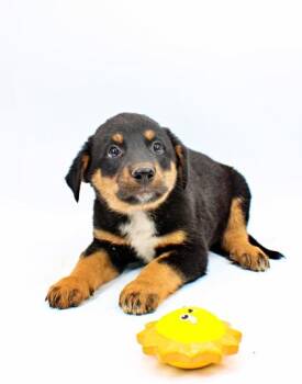 Rottweiler and Catahoula Leopard Dog Dogs Available for Adoption in Morton Grove, Illinois - Jupiter | PetCurious