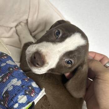 Cersei -  Hound and Mixed Breed Dog for Adoption in Franklin, North Carolina - Cersei | PetCurious