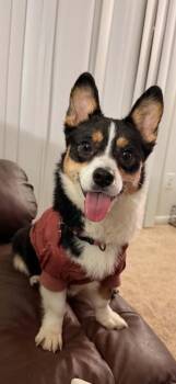 Echo -  Corgi Dog for Adoption in Dyer, Indiana - Echo | PetCurious