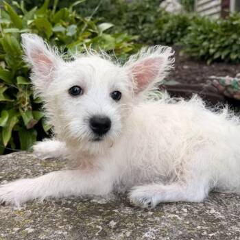 Aurora -  West Highland White Terrier Westie Dog for Adoption in North Freedom, Wisconsin - Aurora | PetCurious