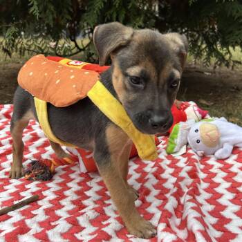 Rescue Shepherd Dogs for Adoption in Fort Mill, South Carolina - Ava | PetCurious