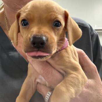 Hunter -  Beagle and Chihuahua Dog for Adoption in Normal, Illinois - Hunter | PetCurious