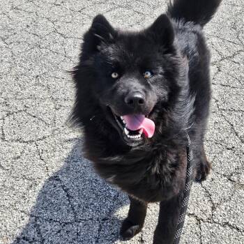 Shepherd Dogs Available for Adoption in Homewood, Illinois - Theo | PetCurious