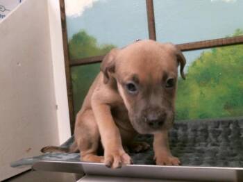 Staffordshire Bull Terrier and Mixed Breed Dogs Available for Adoption in Houston, Texas - A2068758 | PetCurious