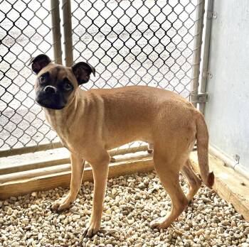 Chihuahua and Pug Dogs Available for Adoption in Sterling, Massachusetts - Nico 5 Months AVAILABLE 4/29 | PetCurious