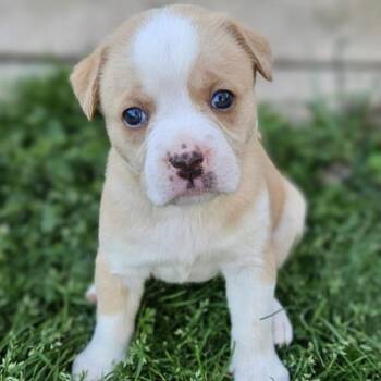 Retriever and Hound Dogs Available for Adoption - Amelia | PetCurious