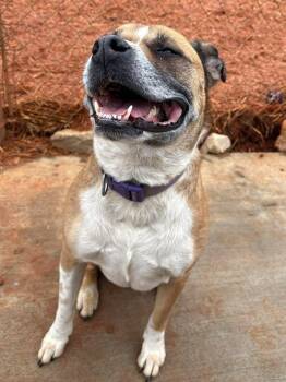 Boxer Dogs Available for Adoption - Phoebe | PetCurious