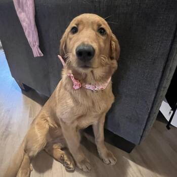 Golden Retriever Dogs Available for Adoption - Unah | PetCurious