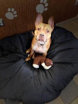 Rescue Pit Bull Terrier Dogs for Adoption in Virginia Beach, Virginia - 2502-0440 Matilda | PetCurious